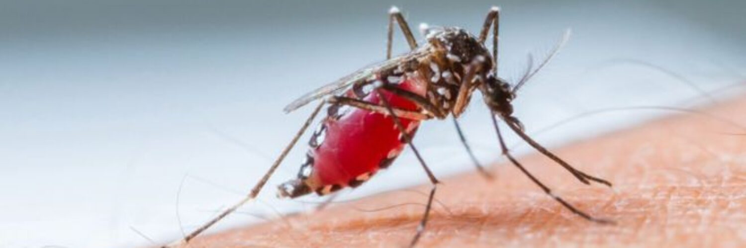 EL DEPREDADOR QUE MATÓ A LA MITAD DE LA HUMANIDAD Y DETERMINÓ EL DESTINO DE NACIONES E IMPERIOS