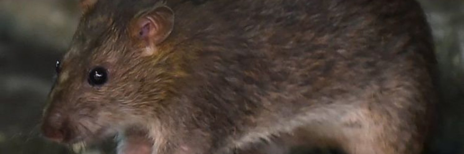 CORONAVIRUS: POR QUÉ LA PANDEMIA ESTÁ CAMBIANDO EL COMPORTAMIENTO DE LAS RATAS (Y ES MÁS PROBABLE QUE LAS VEAS)