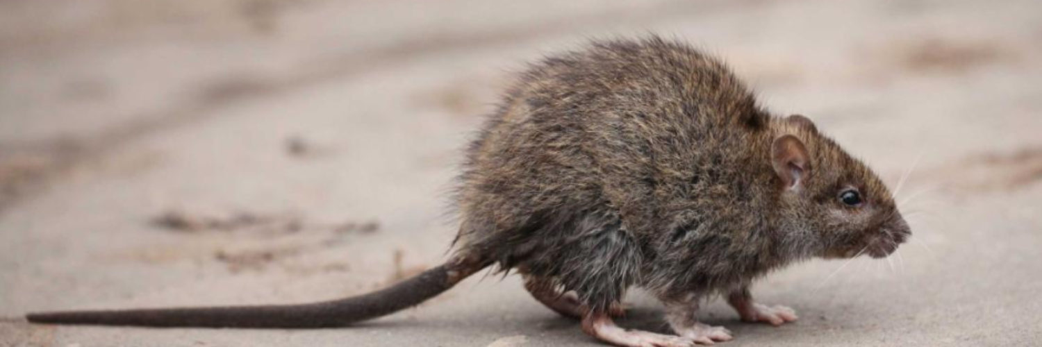 LAS RATAS ESTÁN INFECTANDO A LOS HUMANOS CON HEPATITIS